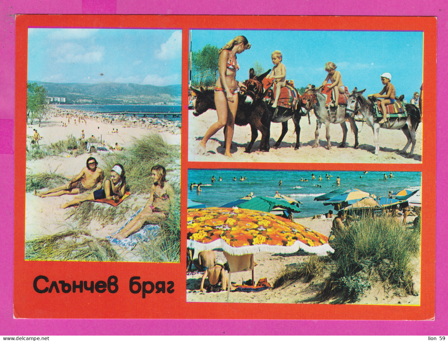 311104 / Bulgaria - Sunny Beach - Walking With Donkeys For Small Children, Black Sea Beach 1984 PC Septemvri Bulgarie - Ezels
