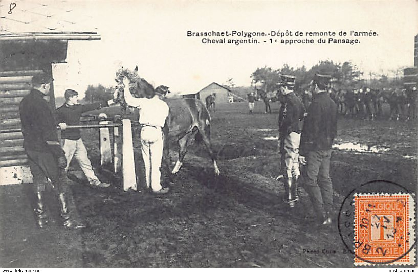 Brasschaat Polygoon - Dépôt De Remonte De L'armée - Cheval Argentin - 1e Approche Au Pansage - Uitg. Colle. - Brasschaat
