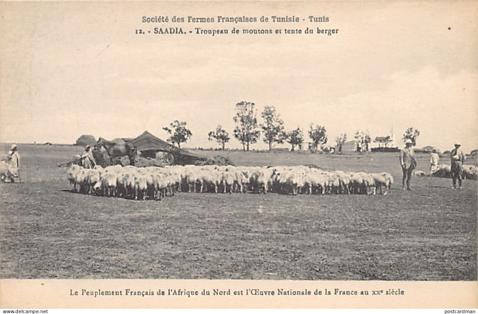 SAADIA - Troupeau De Moutons - Société Des Fermes Françaises De Tunisie 12 - Túnez