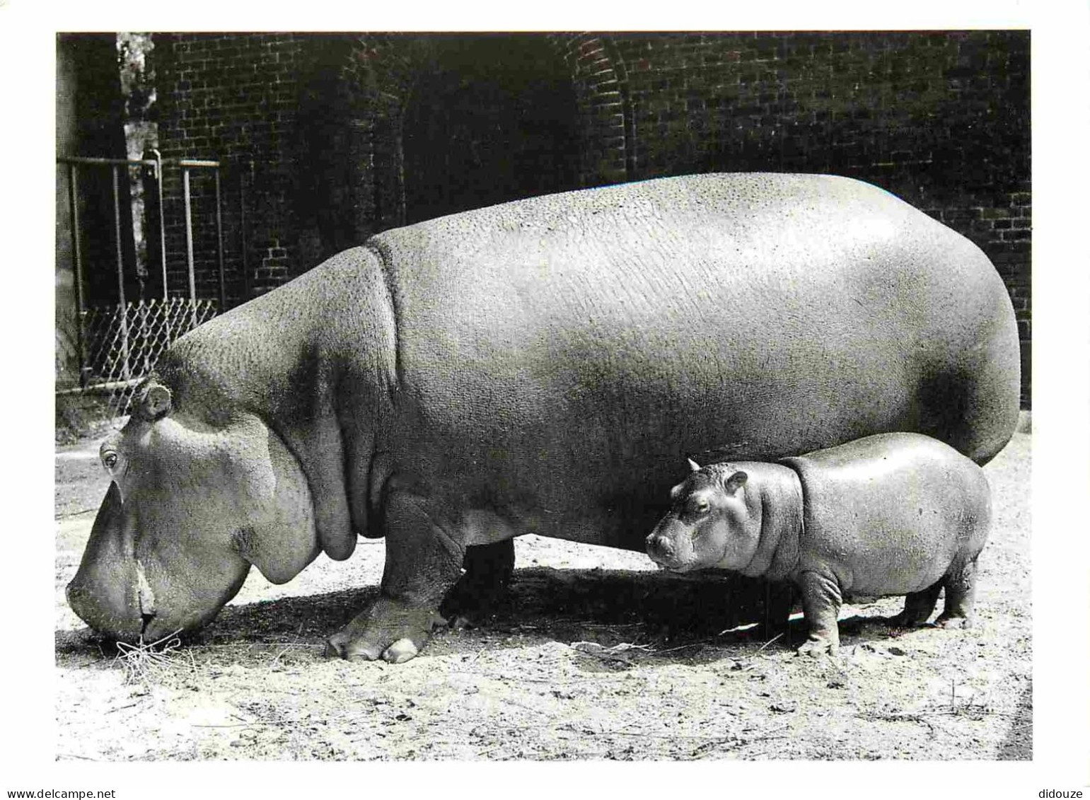 Animaux - Hippopotames - Femelle Et Son Petit - CPM - Voir Scans Recto-Verso - Hippopotames