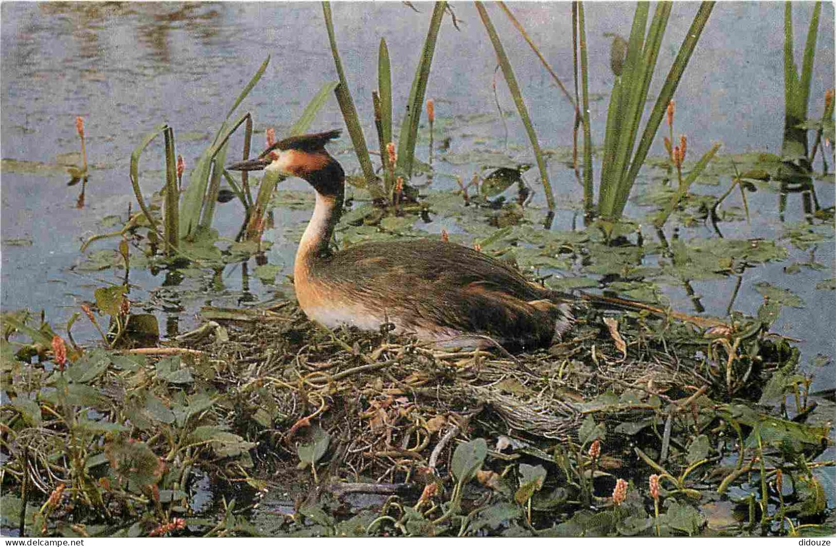 Animaux - Oiseaux - Grèbe Huppé - Great Crested Grebe - CPM Format CPA - Voir Scans Recto-Verso - Vogels