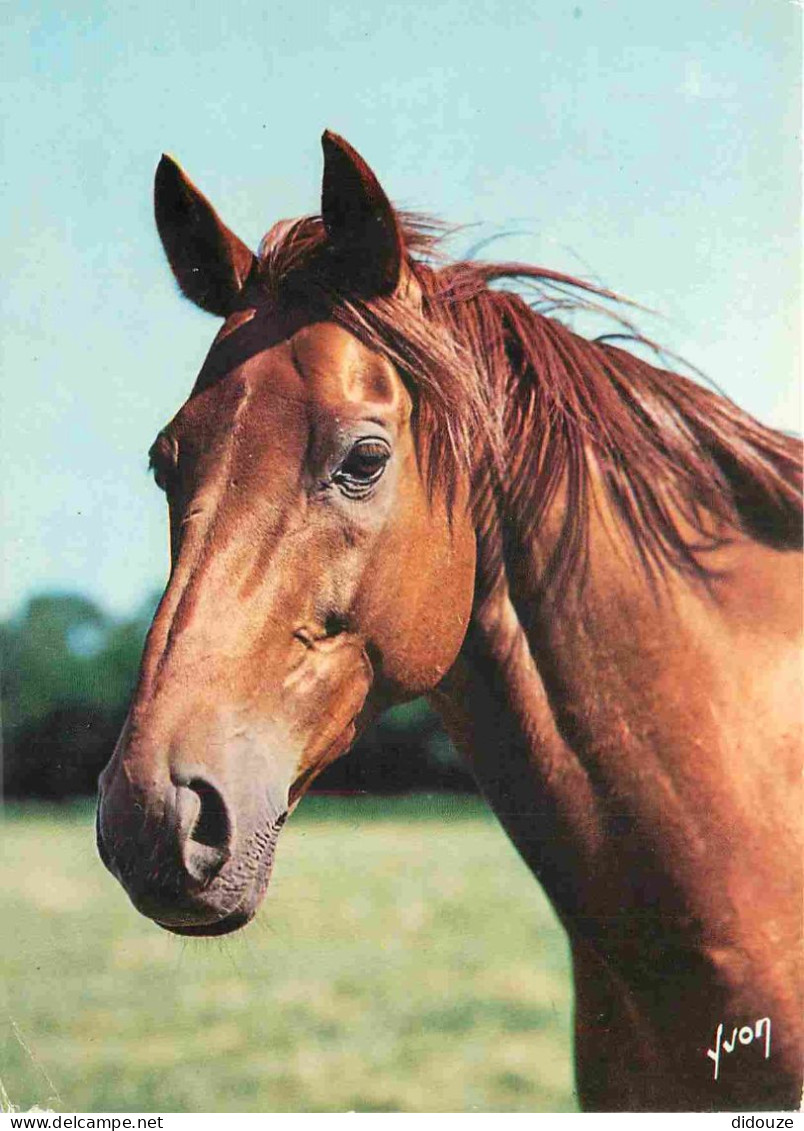 Animaux - Chevaux - Horses - Pferde - CPM - Voir Scans Recto-Verso - Chevaux