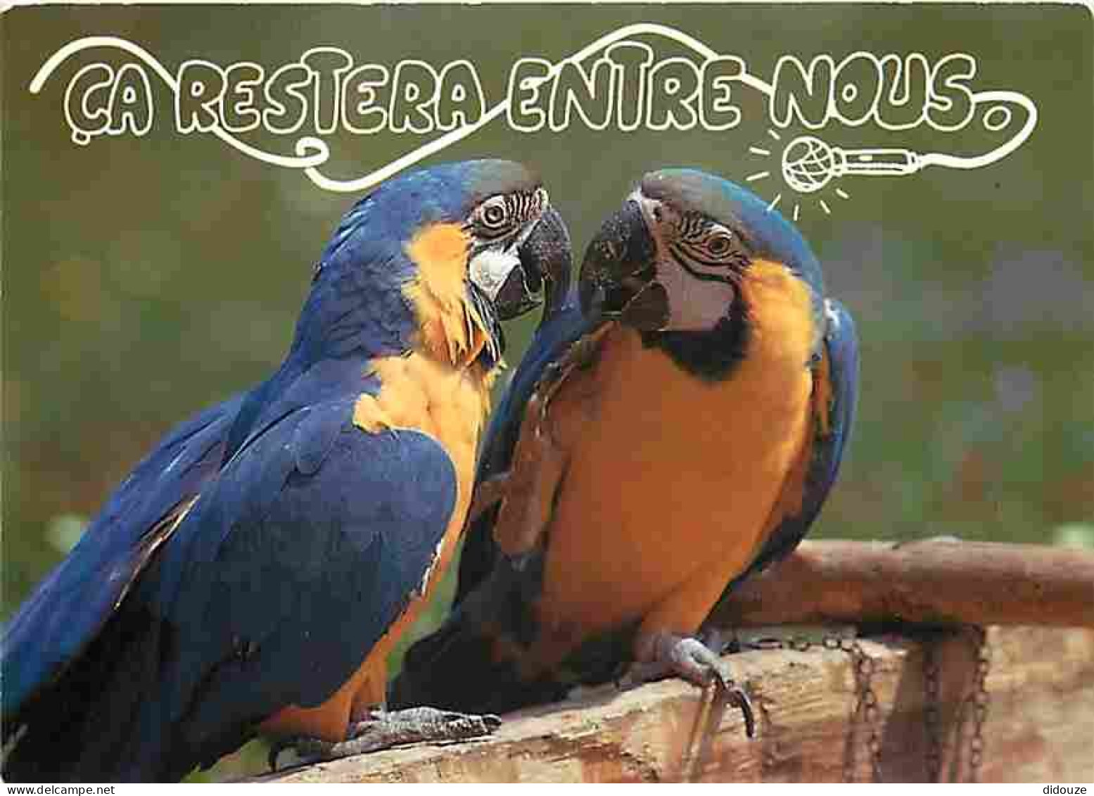 Animaux - Oiseaux - Perroquet - Carte Humoristique - Carte Neuve - CPM - Voir Scans Recto-Verso - Vogels