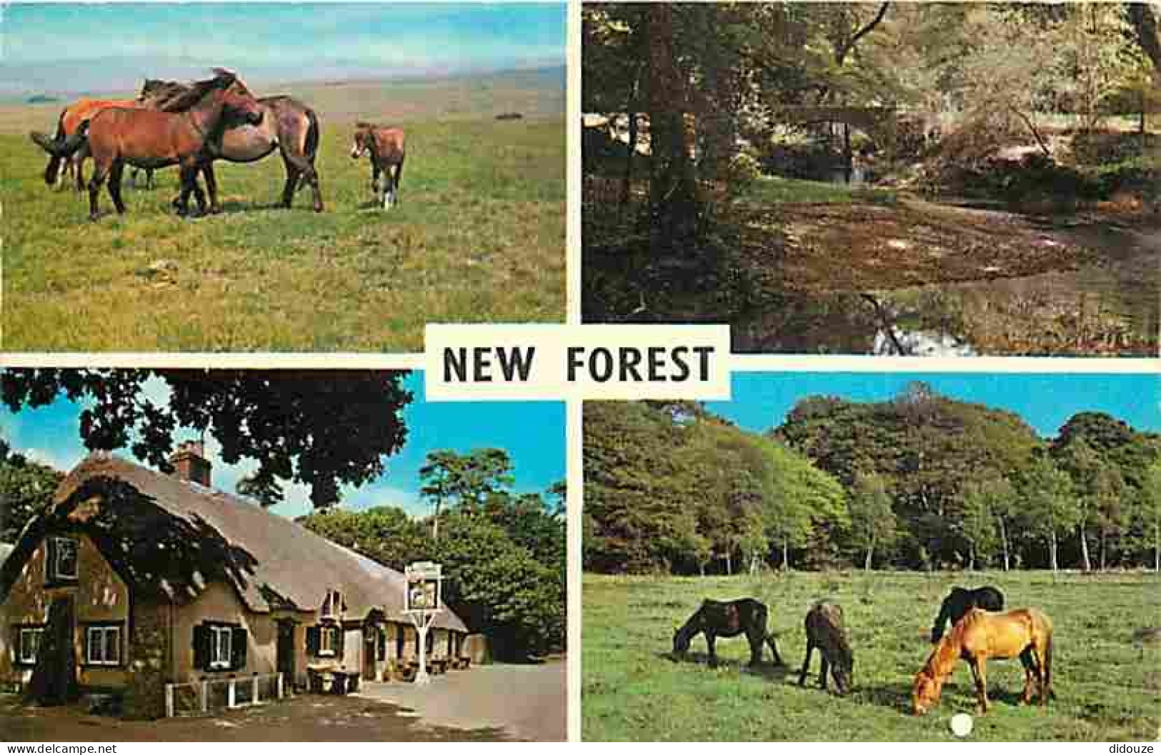 Animaux - Chevaux - Royaume-Uni - The New Forest - Ponies - Poneys - Multivues - CPM - UK - Voir Scans Recto-Verso - Chevaux