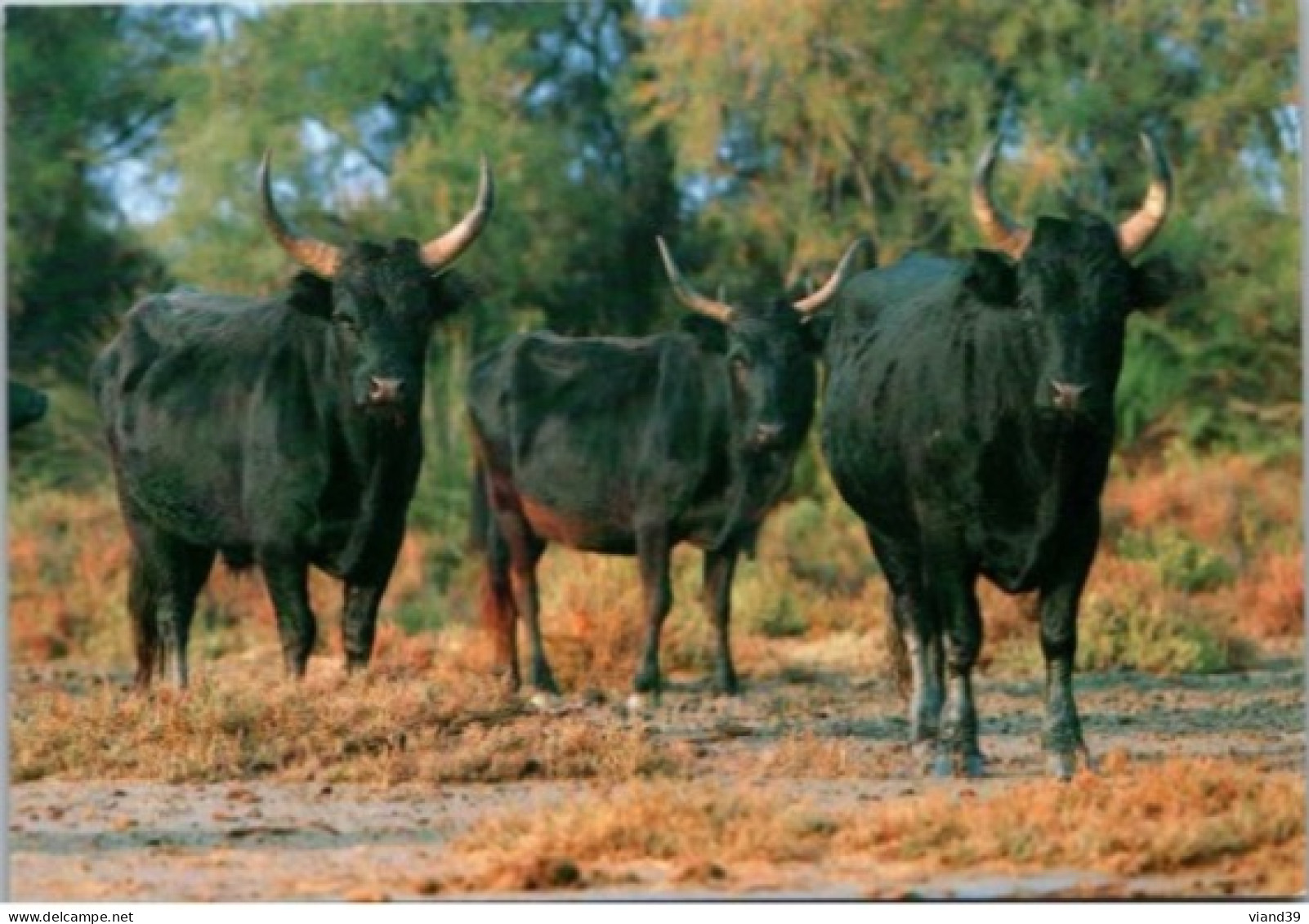 TAUREAUX De CAMARGUE.    Photo R. Maier - Tauri