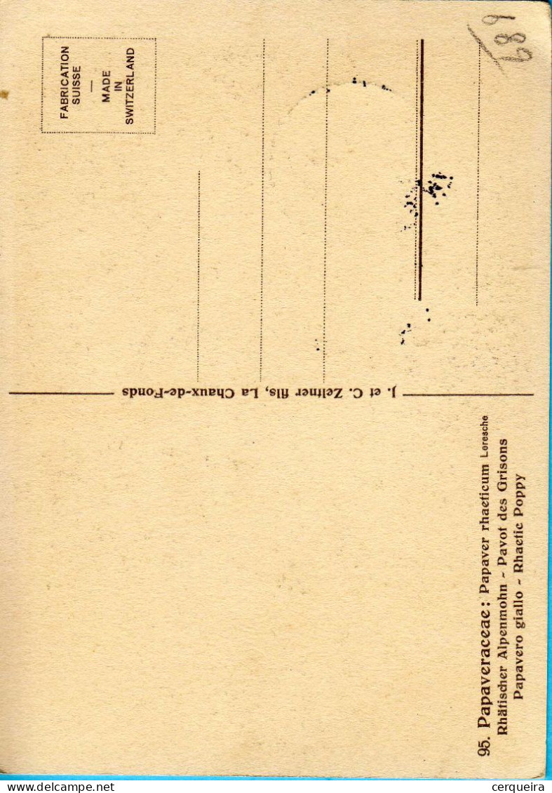 CARTE MAXIMUM-GENTIANACEAE - Altri & Non Classificati