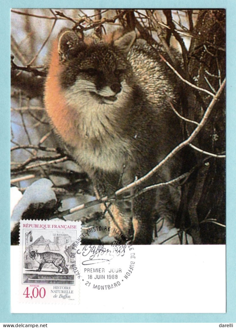 Carte Maximum 1988 - Histoire Naturelle De Buffon - Le Renard - YT 2541- 21 Montbard - 1980-1989