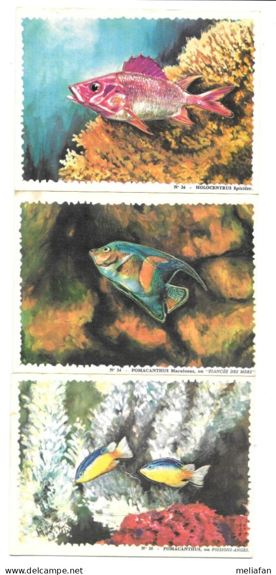 EH46 - CARTES BISCOTTES REINETTE - POISSONS DES TROPIQUES - POMACANTHUS - HOLOCENTRUS - Sonstige & Ohne Zuordnung