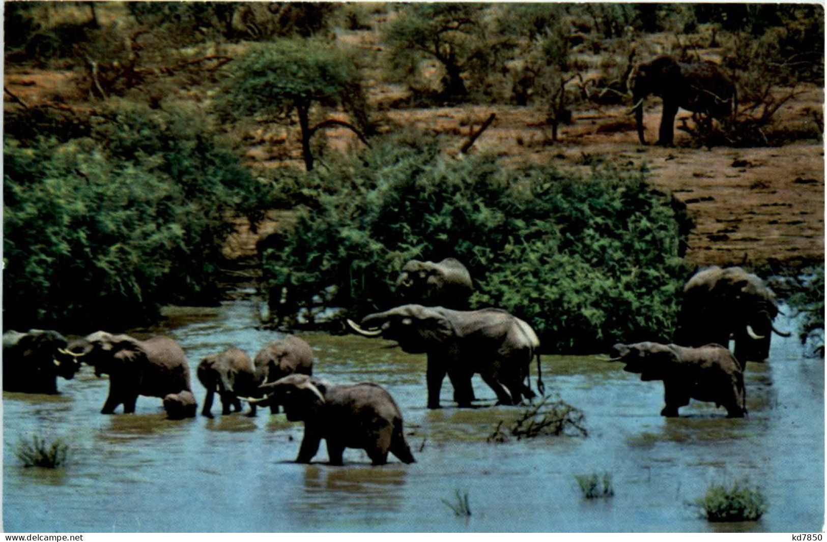 Kenia - Elephants - Kenya