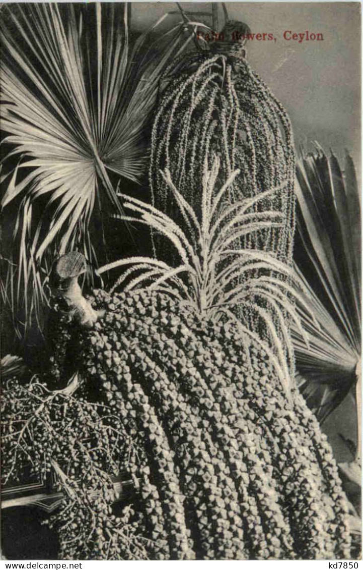 Ceylon - Palm Flowers - Sri Lanka (Ceylon)