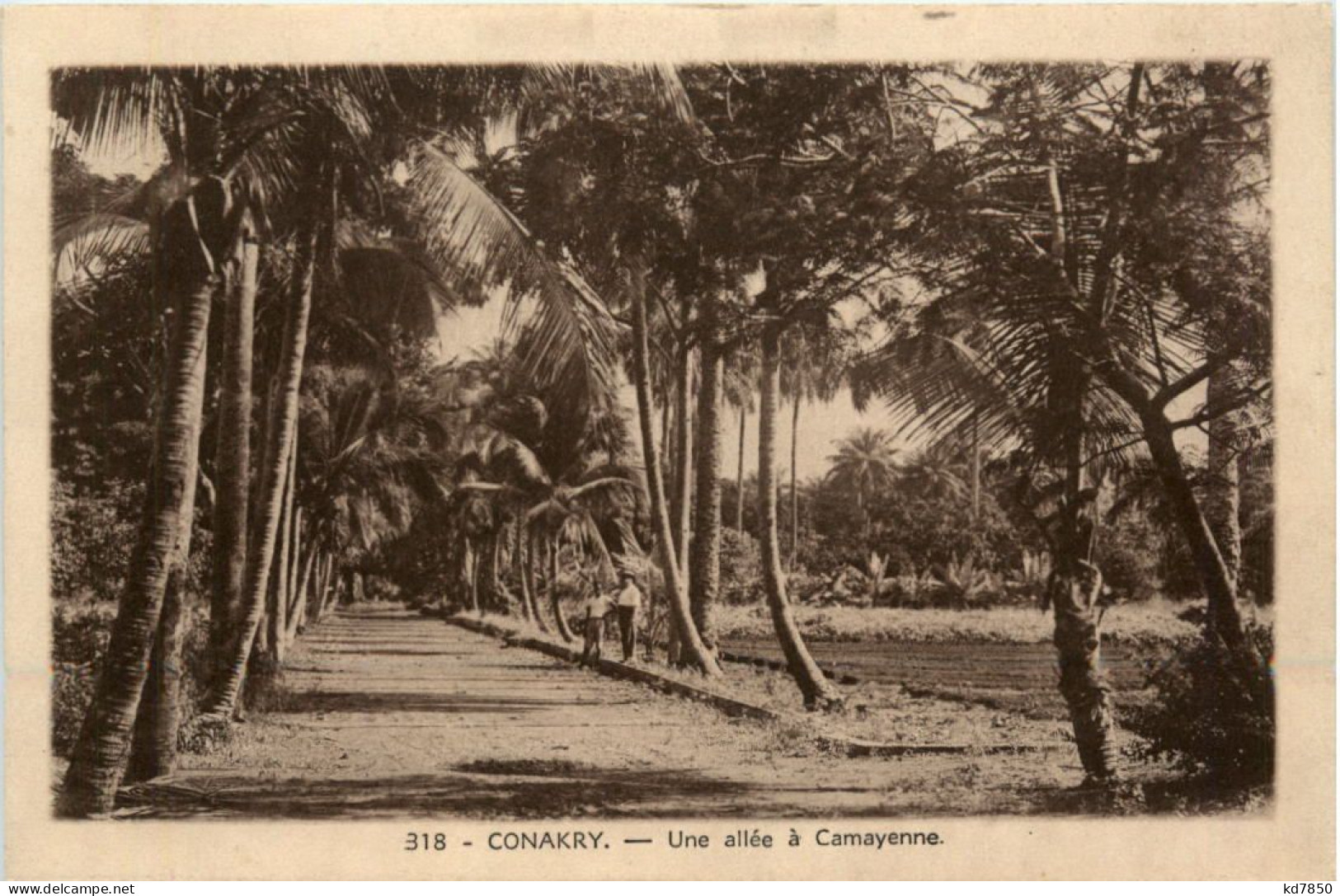 Conakry - Une Allee A Camayenne - Guinea