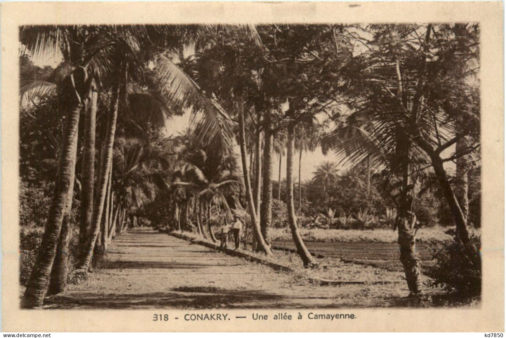 Conakry - Une Allee A Camayenne - Guinee