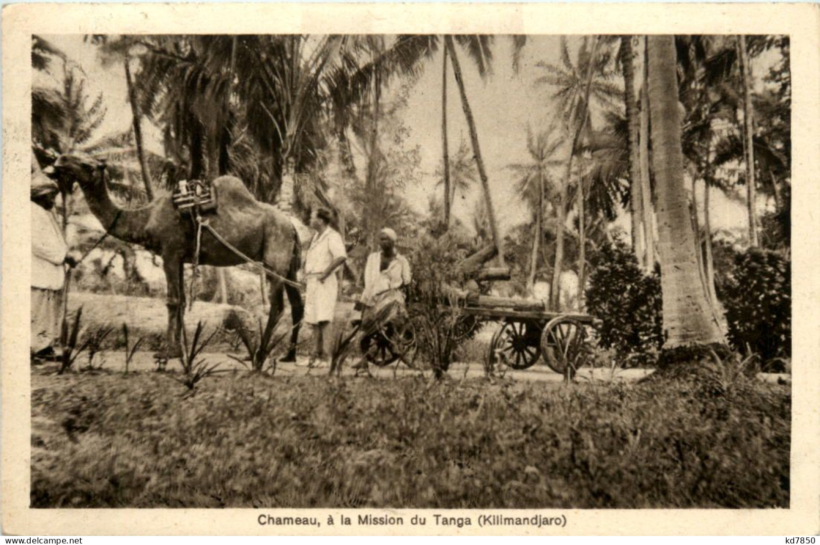 Chameau A La Mission Du Tanga - Tanzanie