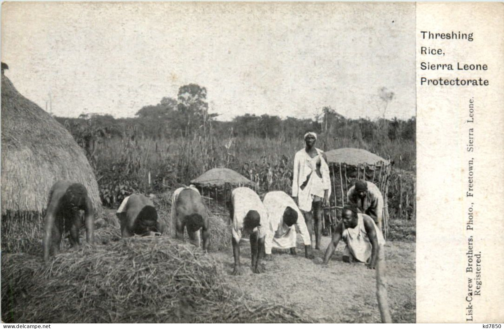 Sierra Leone - Threshing Rice - Sierra Leone