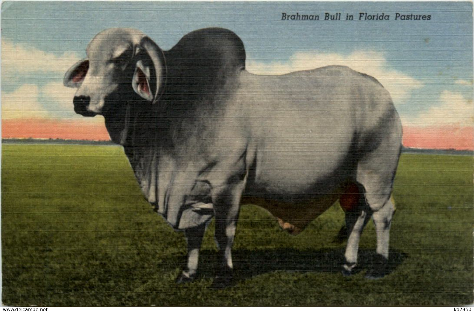 Brahman Bull - Vaches