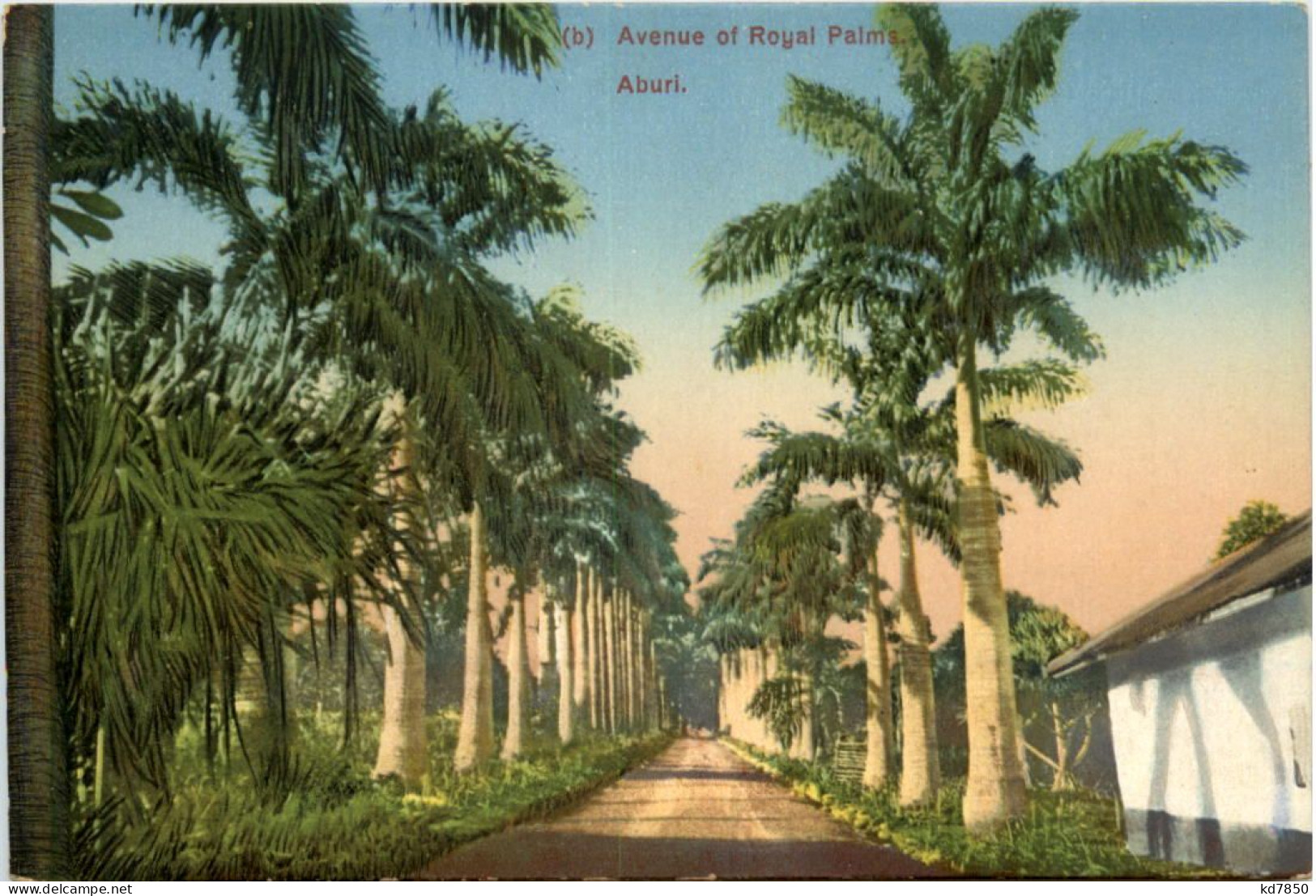 Nigeria - Aburi - Avenue Of Royal Palma - Nigeria