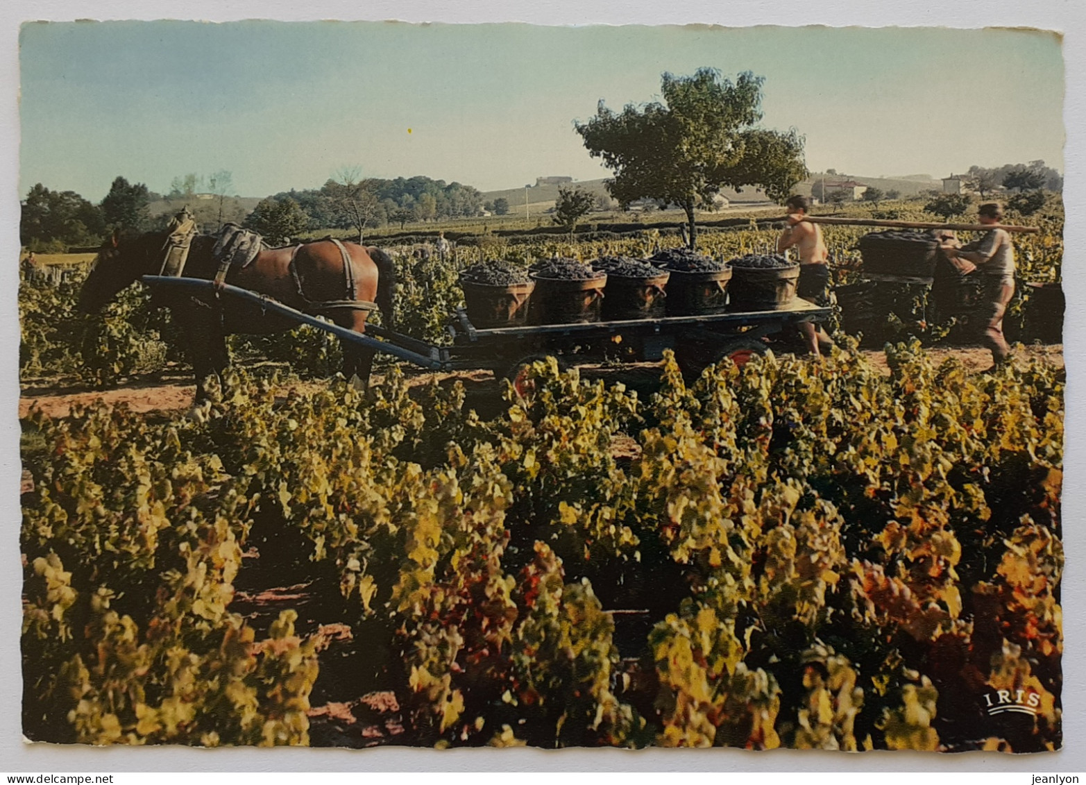 BEAUJOLAIS / VENDANGES - Vigne / Vin - Porteur De Bennes - Attelage à Cheval - Landbouwers