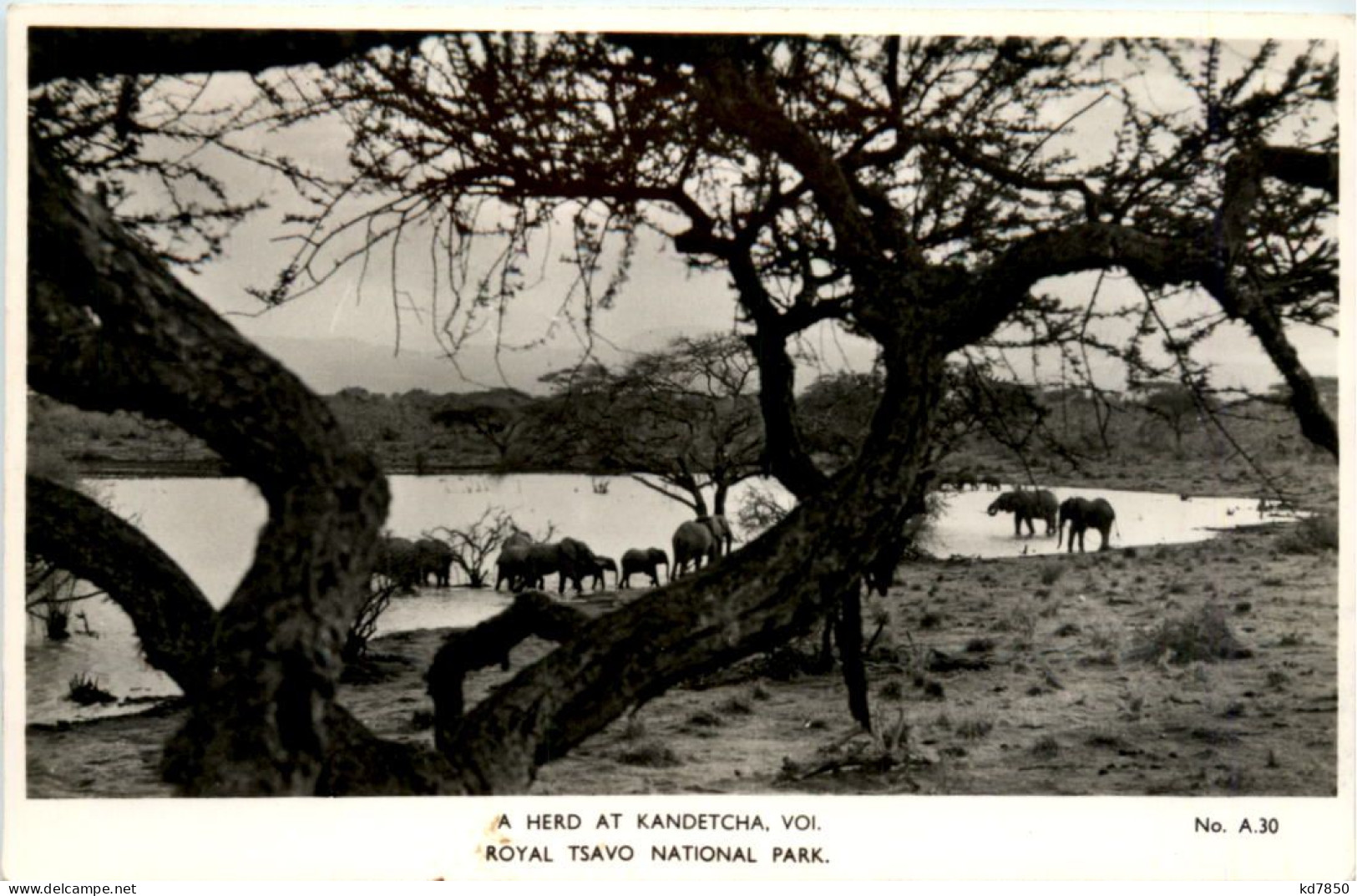 A Herd At Kandetcha - Royal Tsavo National Park - Tanzanie