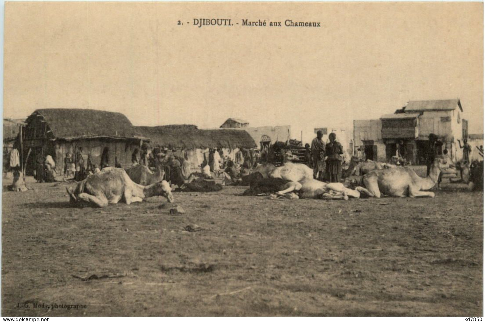 Djibouti - Marche Aux Chameaux - Djibouti