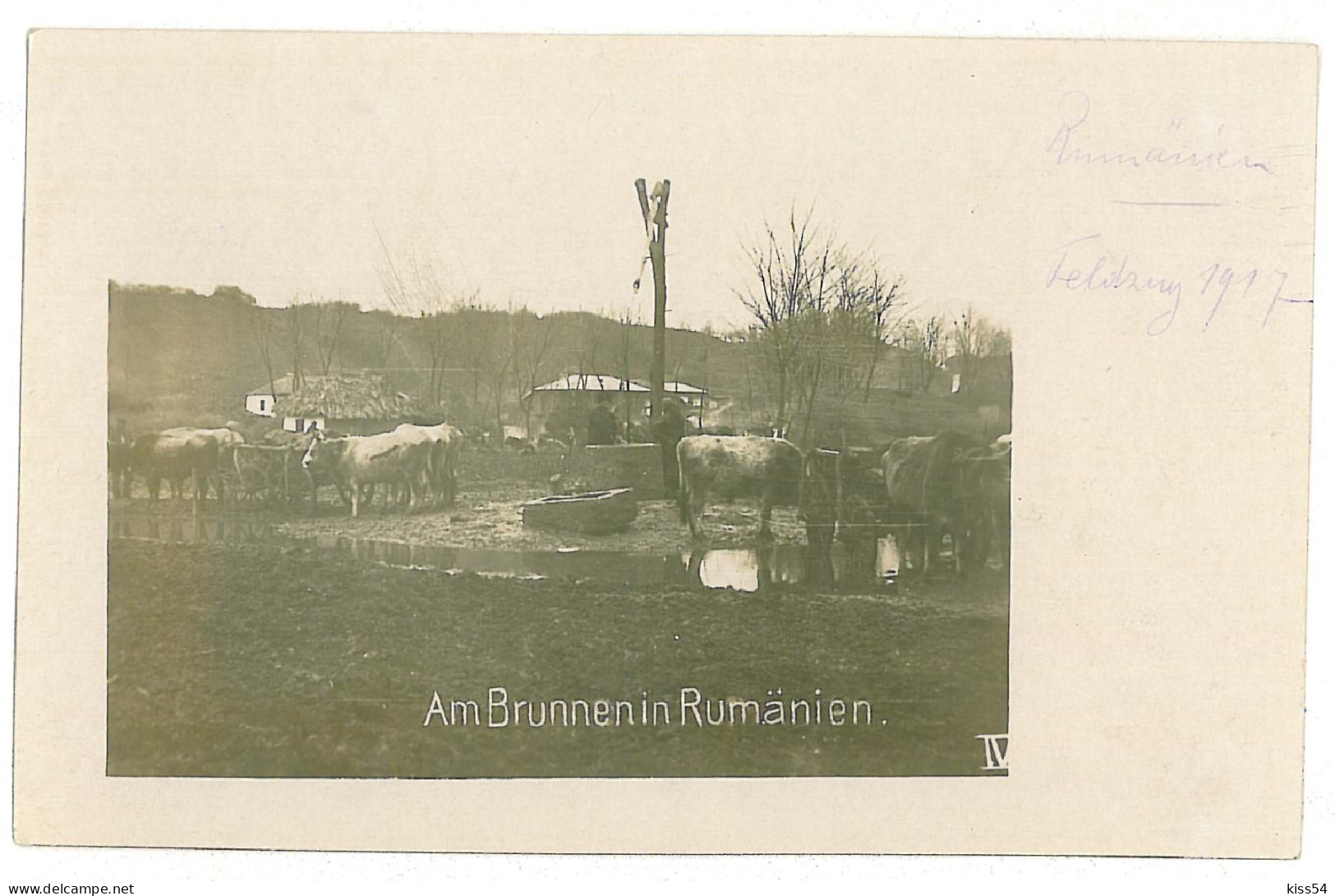 RO 33 - 423 Vite La Adapat, Cattle At The Well Watered, Romania - Old Postcard, Real PHOTO - Unused - Roumanie