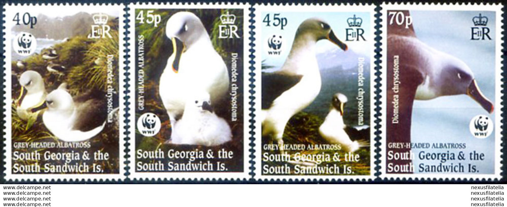 South Georgia. Fauna. Albatros 2003. - Falkland