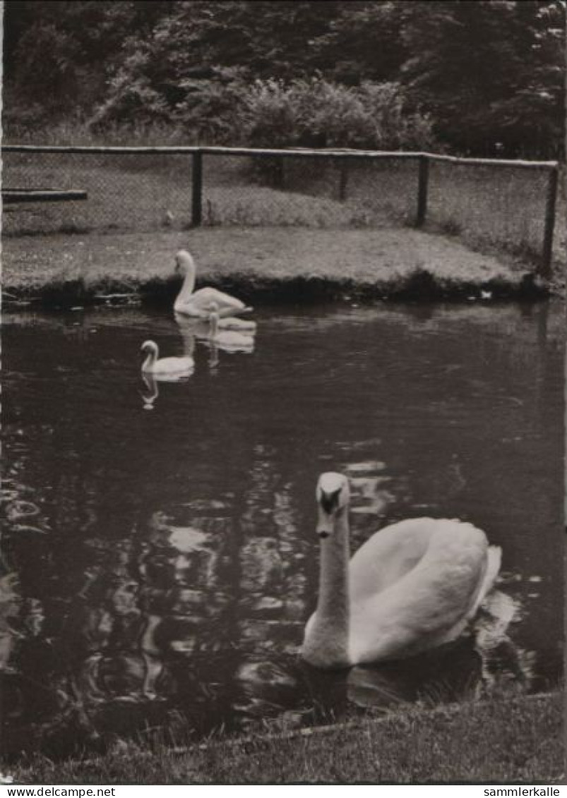 52512 - Bad Salzuflen - Am Schwanenteich - 1957 - Bad Salzuflen