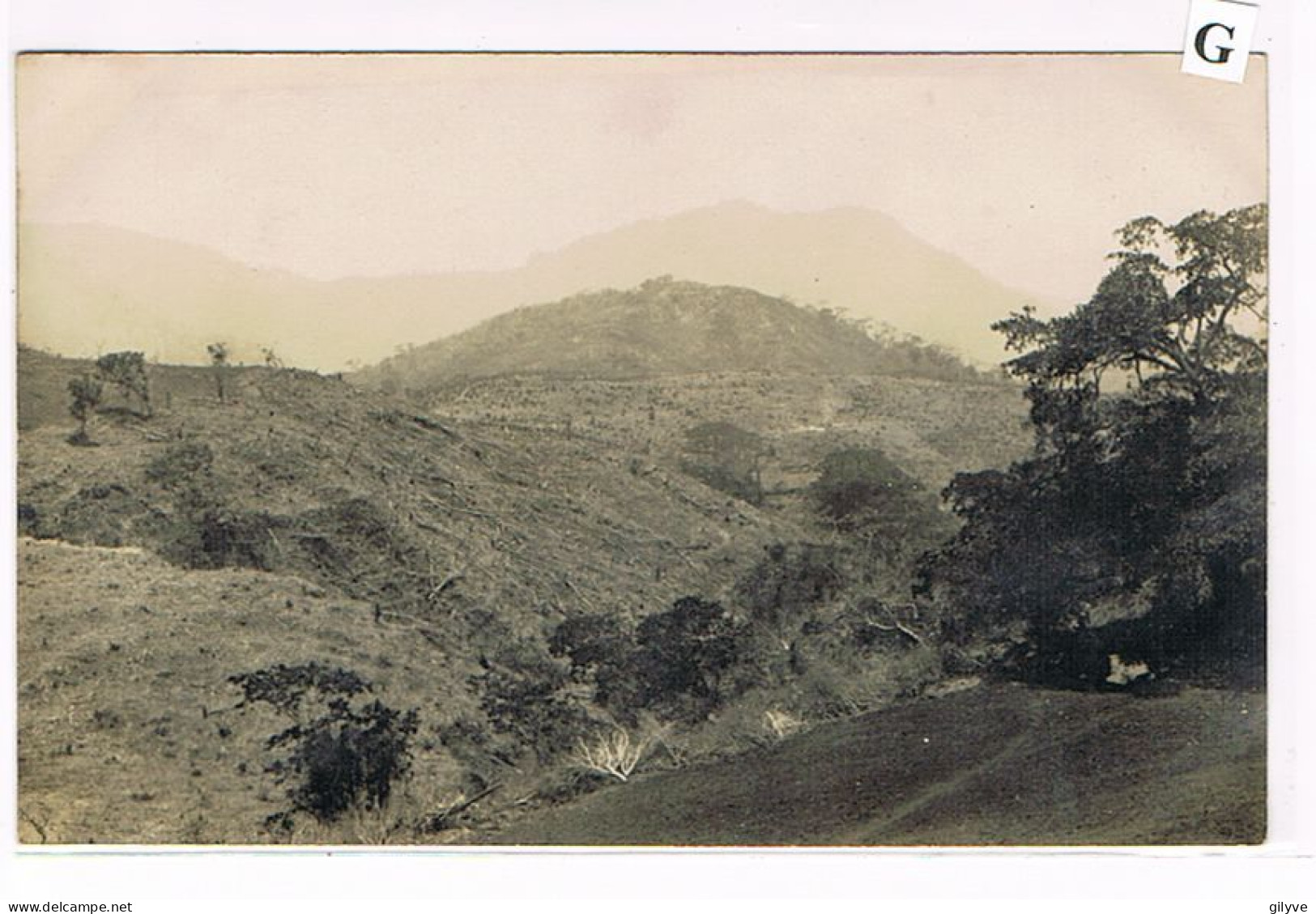 Rare Carte Photo - Mexique - Plantation De Café De San Patricio. Vue Générale Des Défrichements .  (001) - Cultivation