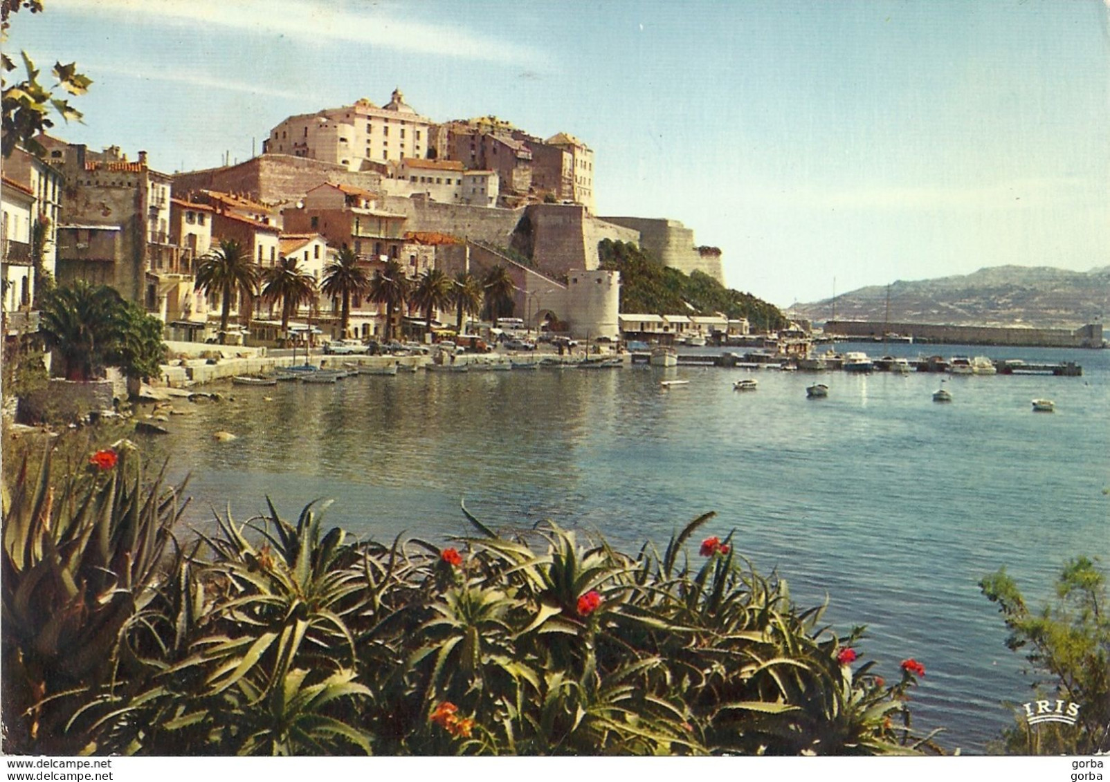 *CPM - 20  (2B) - CALVI - Le Port Et La Citadelle - Calvi