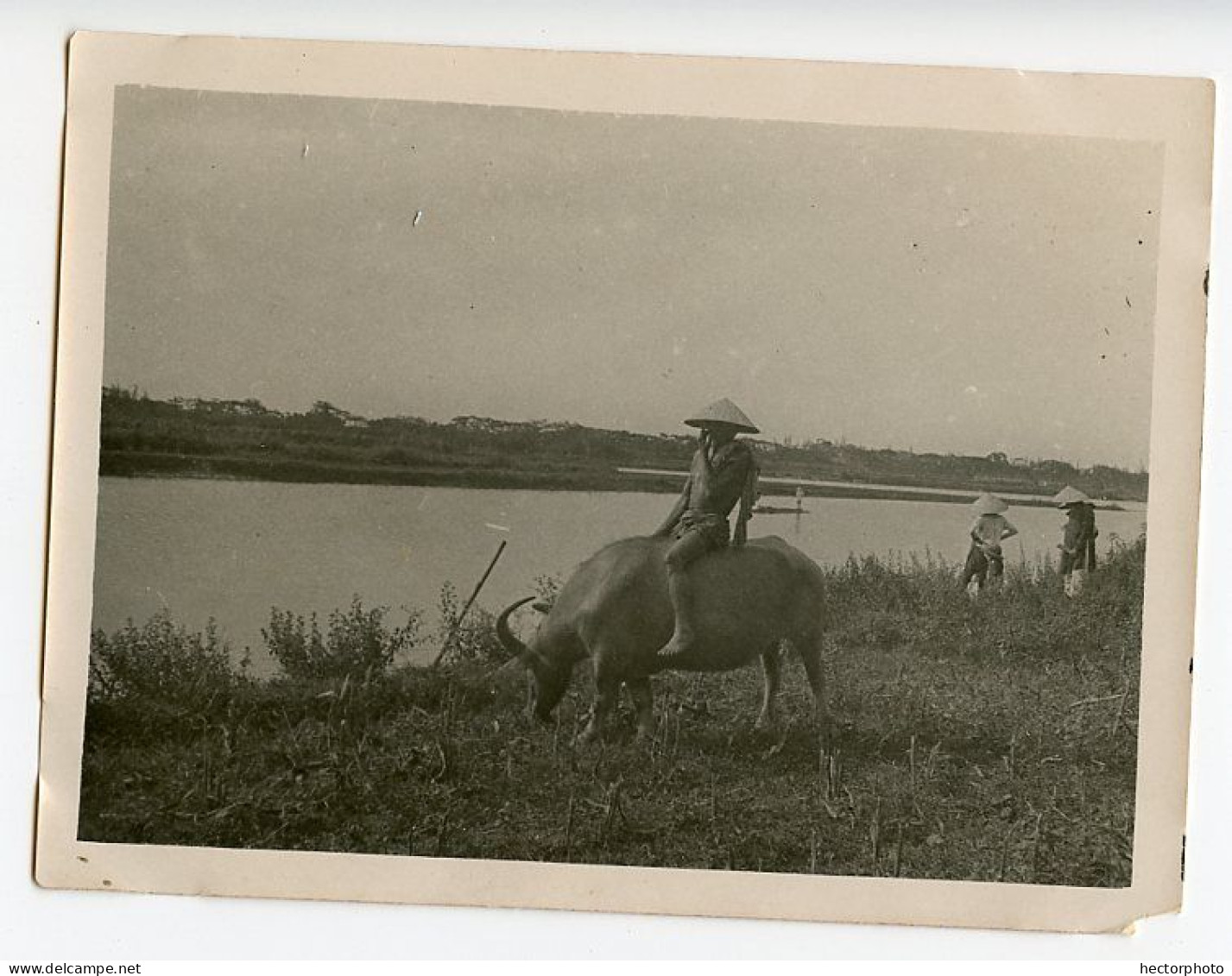 Snapshot Portrait Asie  Homme Sur Un Buffle Vache Vietnam ?   à Situer Identifier  Paysage 40s - Asia