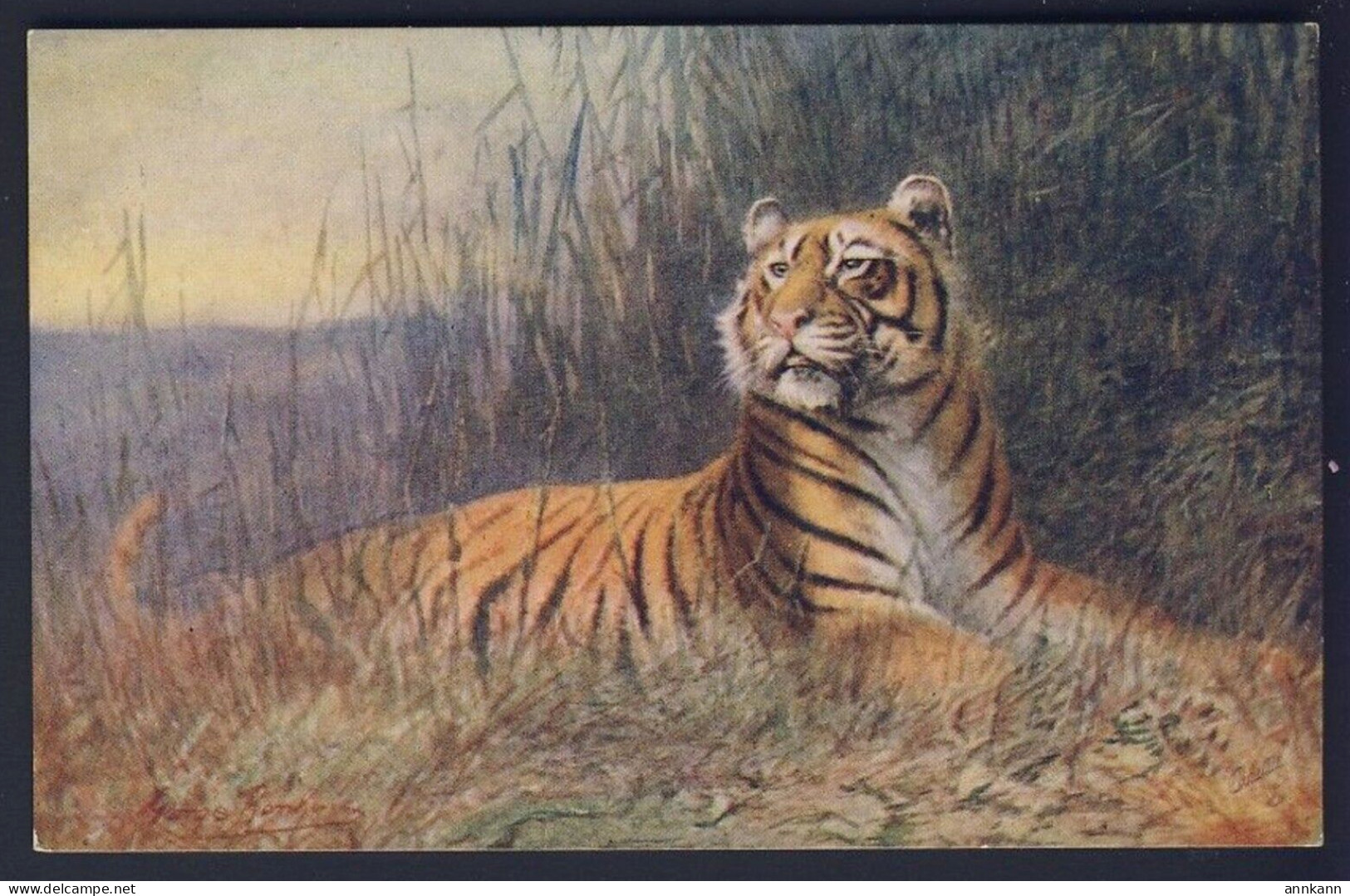 TIGER, Artist George Rankin - Wild Animals - Tuck Oilette # 8785 - Chats