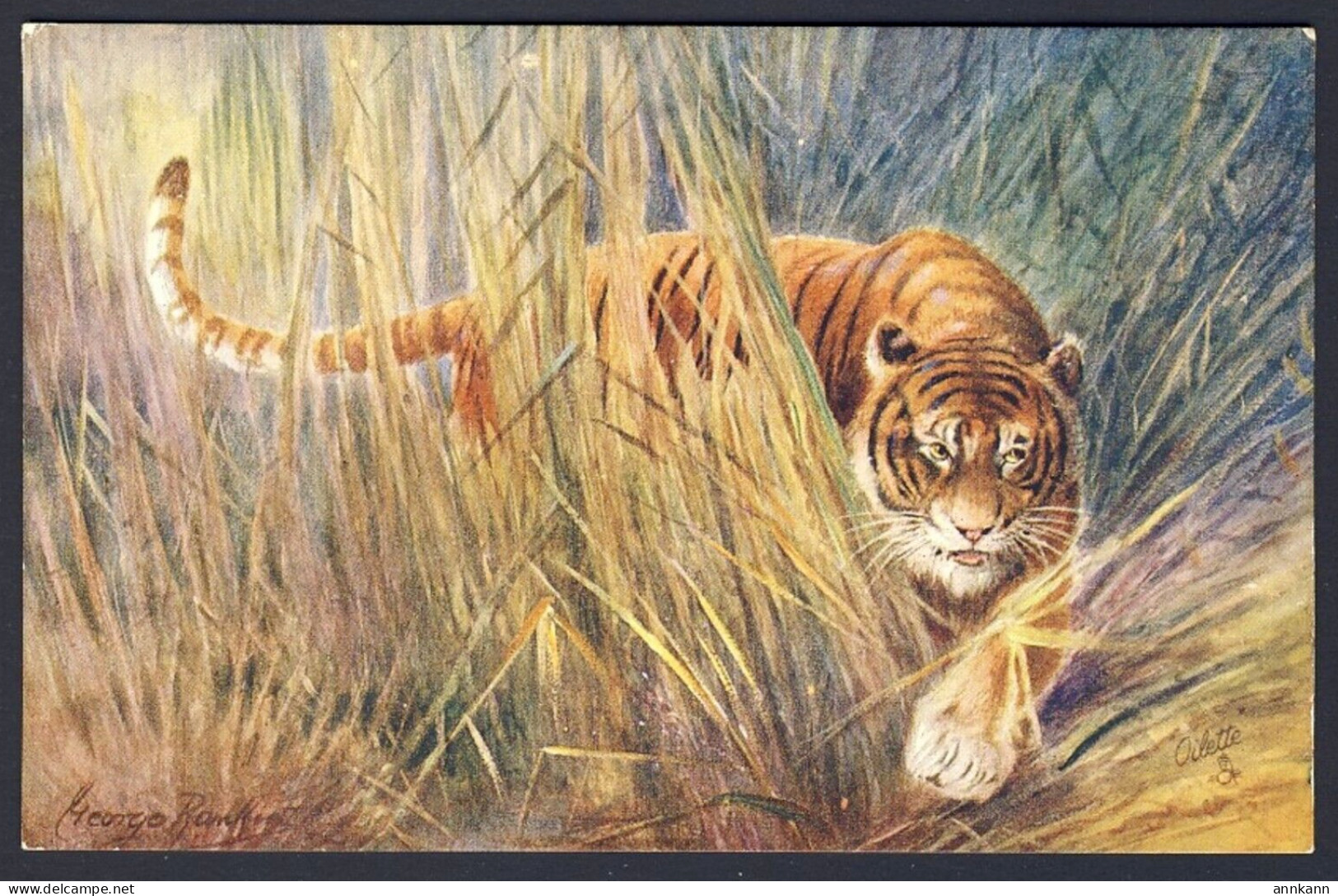 Tigress Long Grass, Artist George Rankin - Wild Animals - Tuck Oilette # 8785 - Chats