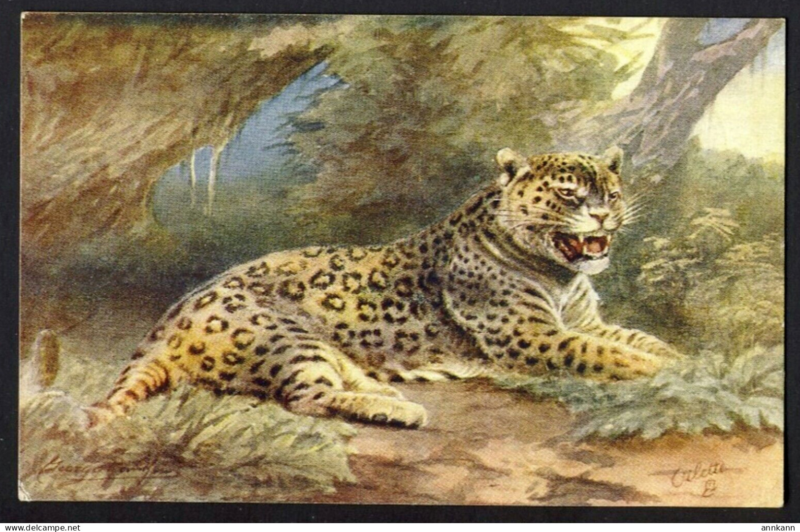 Jaguar, George Rankin Artist - Wild Animals - Tuck Oilette # 3210 - Chats