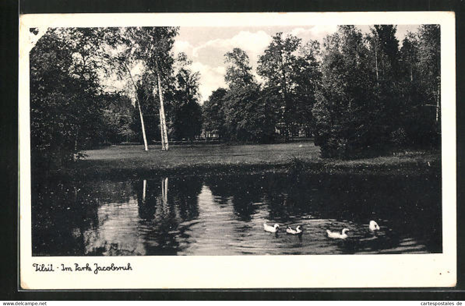 AK Tilsit, Im Park Jacobsruh  - Ostpreussen