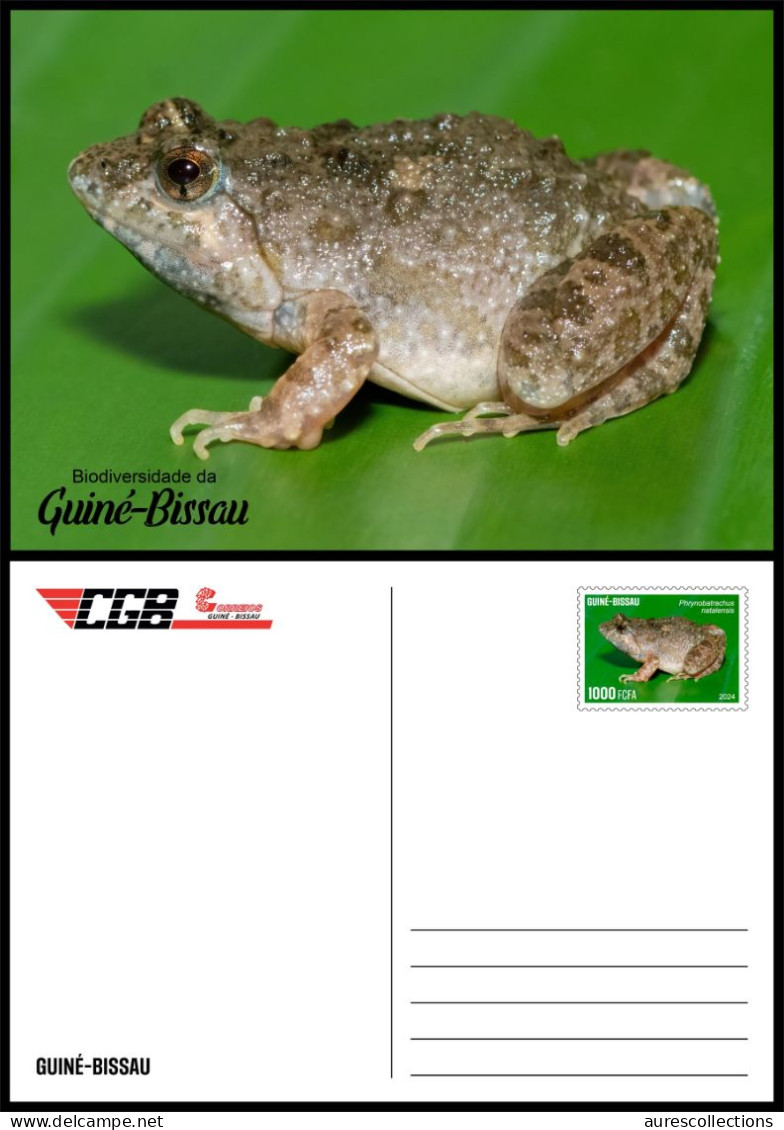 GUINEA BISSAU 2024 STATIONERY CARD - FROG FROGS GRENOUILLES - BIODIVERSITY - WILDLIFE WORLD DAY - Grenouilles