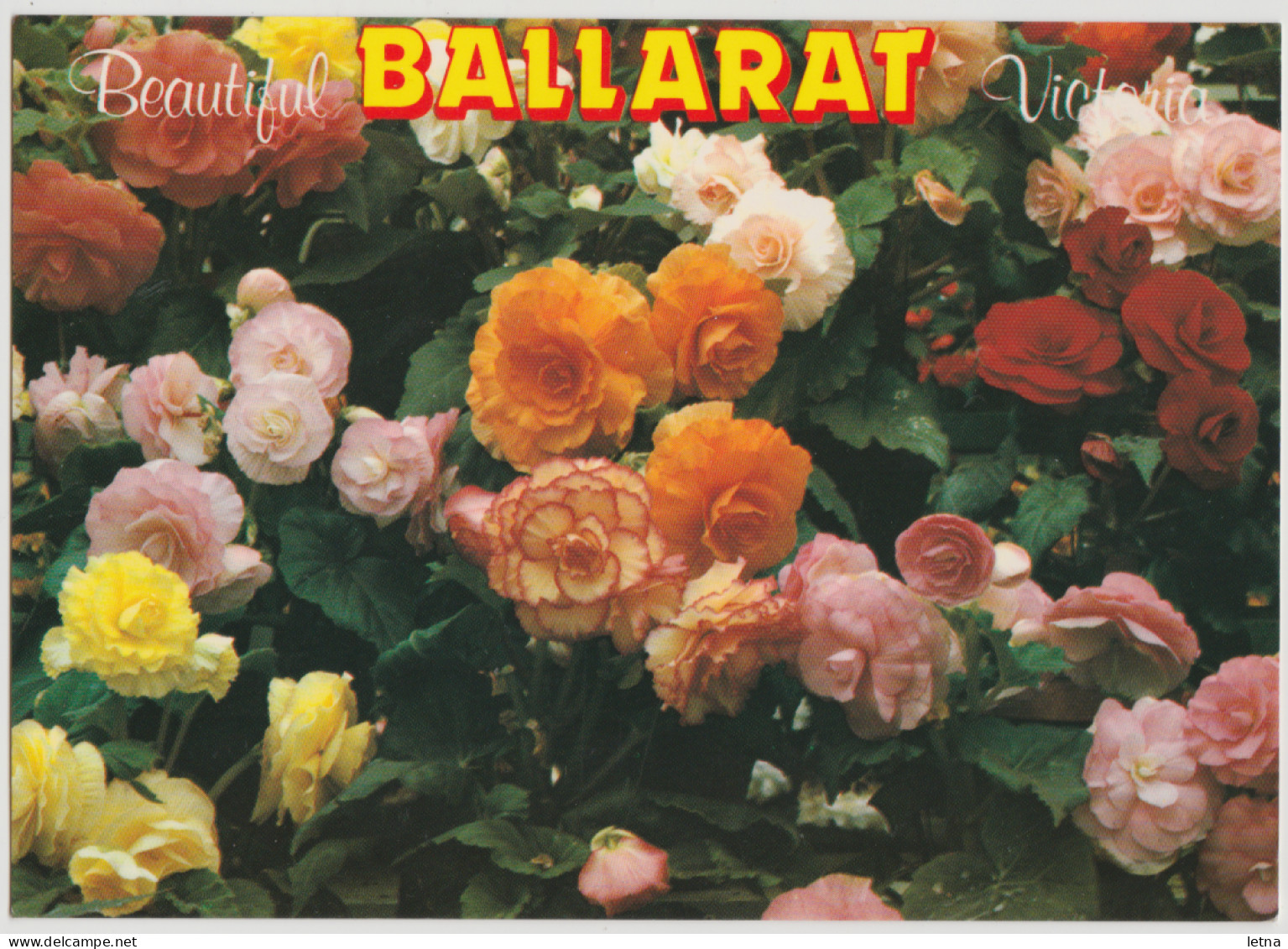 Australia VICTORIA VIC Begonia Flower Garden BALLARAT Rose No.1678 Postcard C1980s - Ballarat