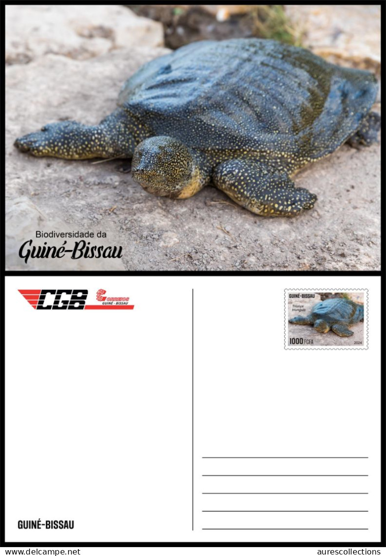 GUINEA BISSAU 2024 STATIONERY CARD - REG & OVERPRINT - TURTLE TURTLES TORTUES - BIODIVERSITY - WILDLIFE WORLD DAY - Schildpadden