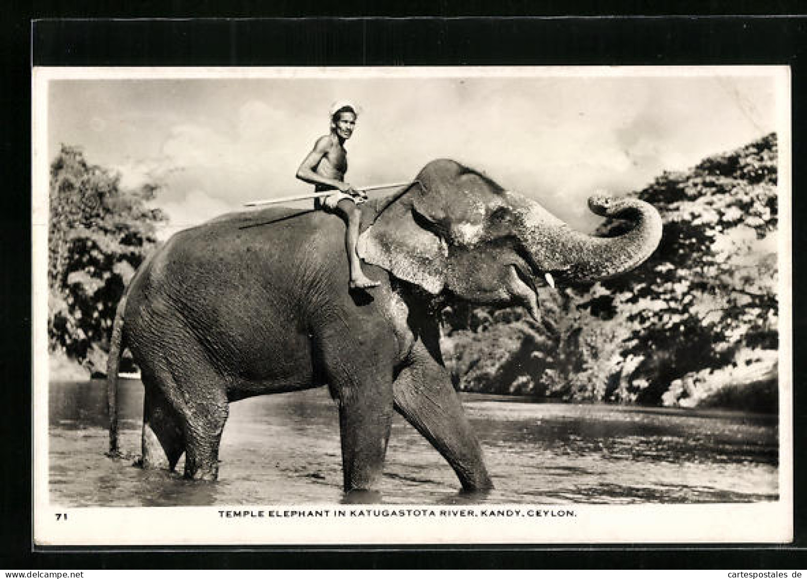 AK Ceylon, Tempel-Elefant Mit Reiter Im Wasser Stehend  - Elefanti