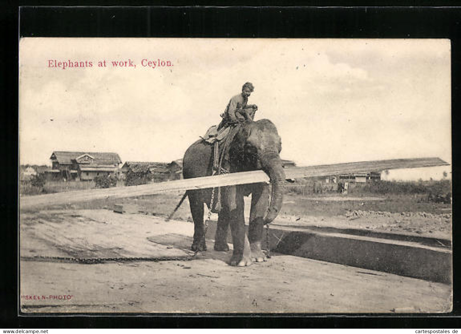 AK Ceylon, Arbeitselefant Transportiert Ein Holzbrett  - Elephants