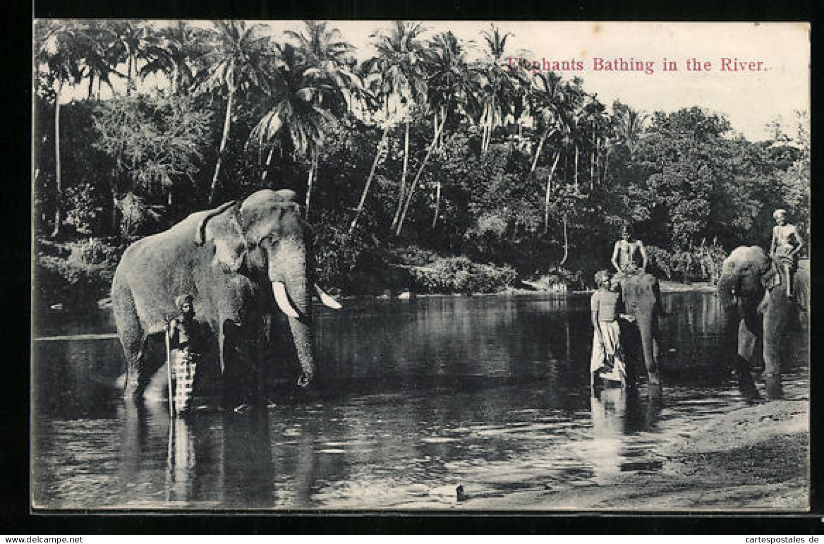 AK Ceylon, Elefanten Baden Im Fluss  - Elephants