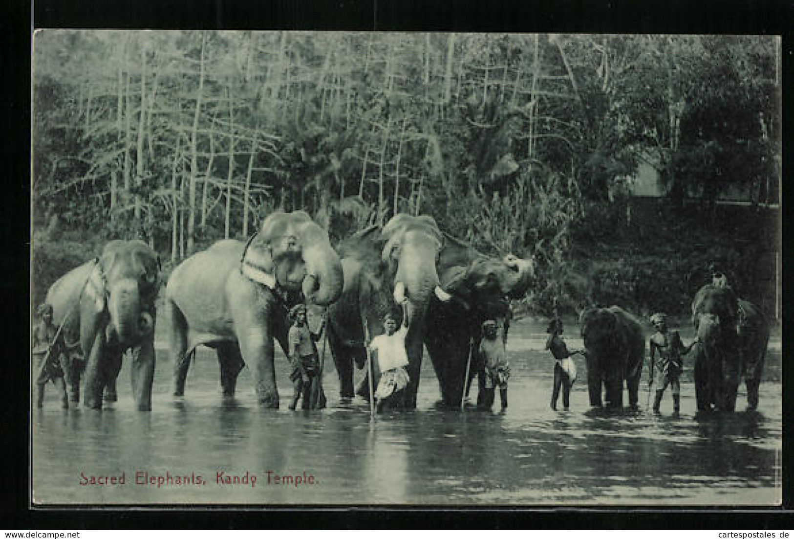 AK Ceylon, Badende Elefanten Des Kandy-Tempels  - Elefantes