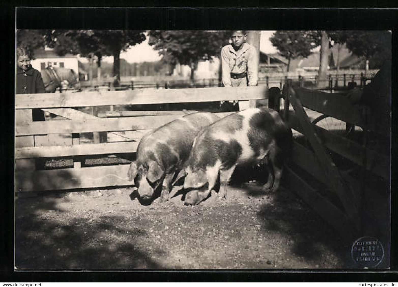 AK Zwei Schwarzbunte Schweine Im Koben  - Schweine