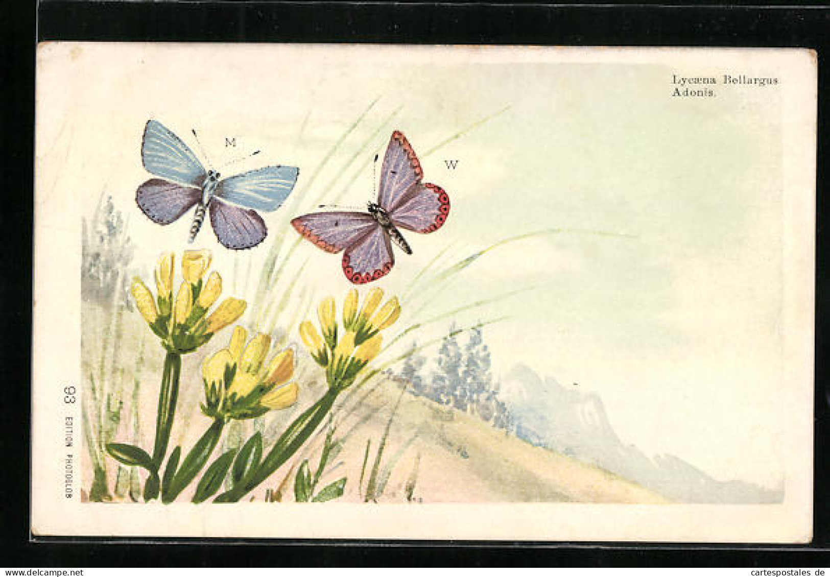 Lithographie Adonis-Schmetterlinge In Berglandschaft  - Insectes