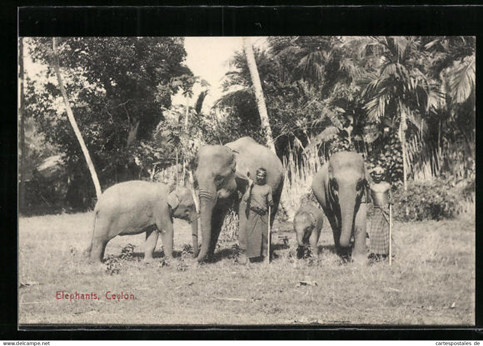 AK Ceylon, Elefanten Und Elefantenbaby Mit Führern  - Olifanten