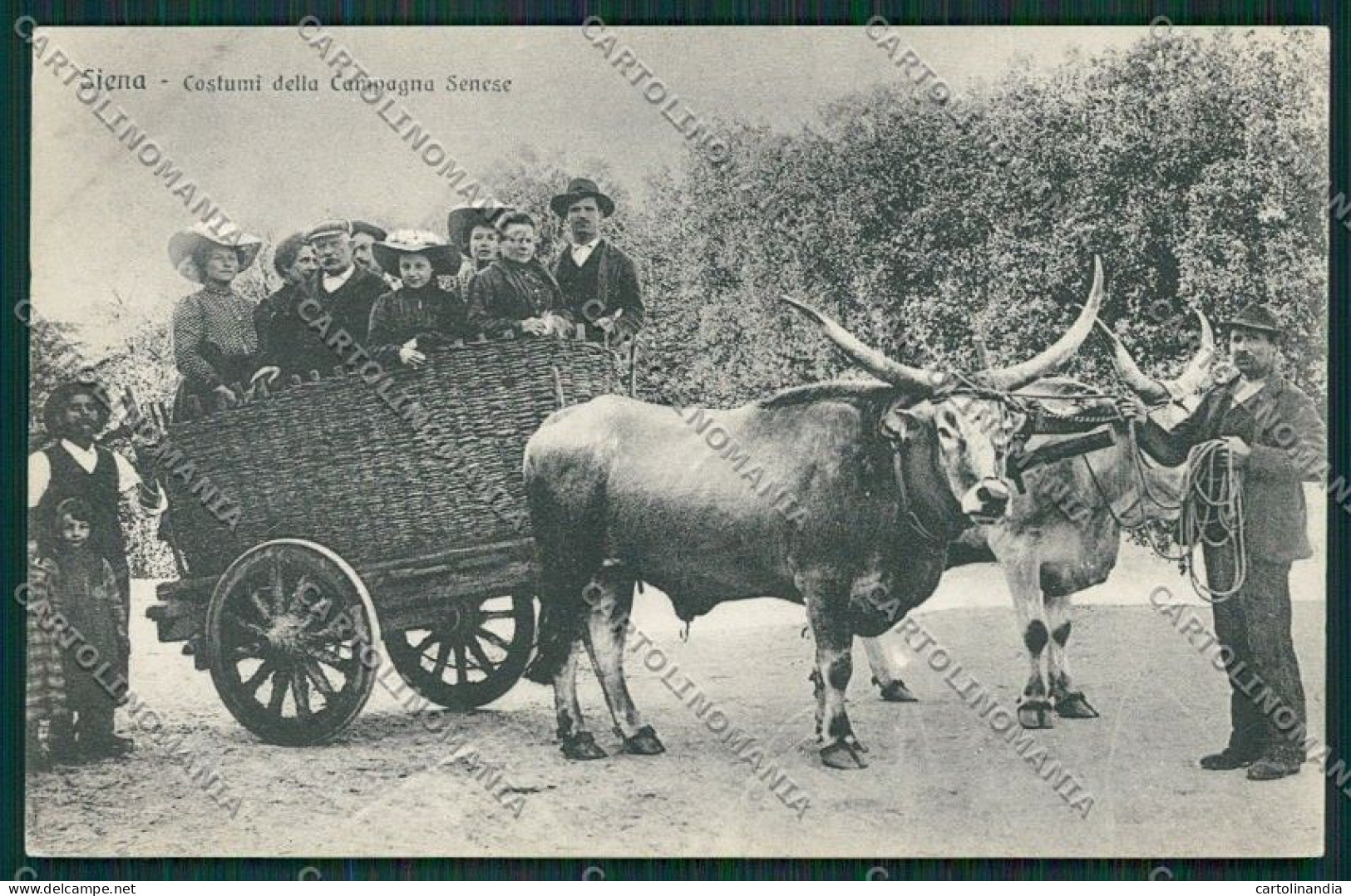 Siena Città Costumi Carro Buoi Cartolina QQ1735 - Siena