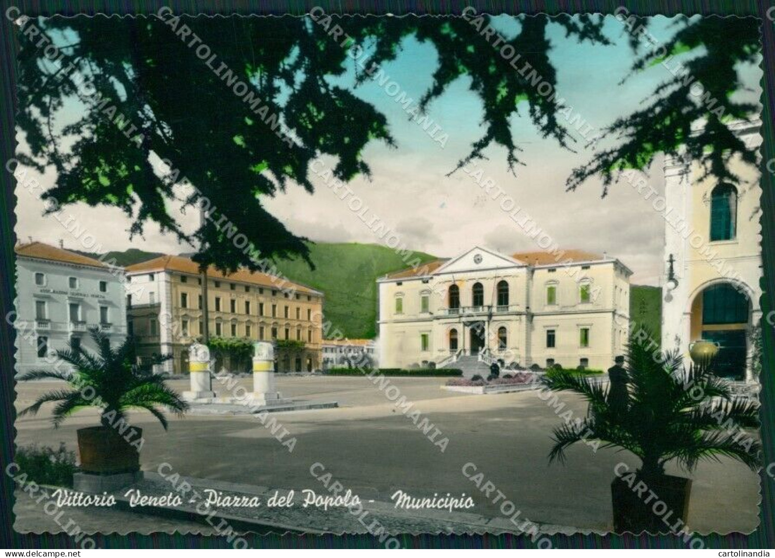 Treviso Vittorio Veneto Municipio Foto FG Cartolina ZKM7176 - Treviso