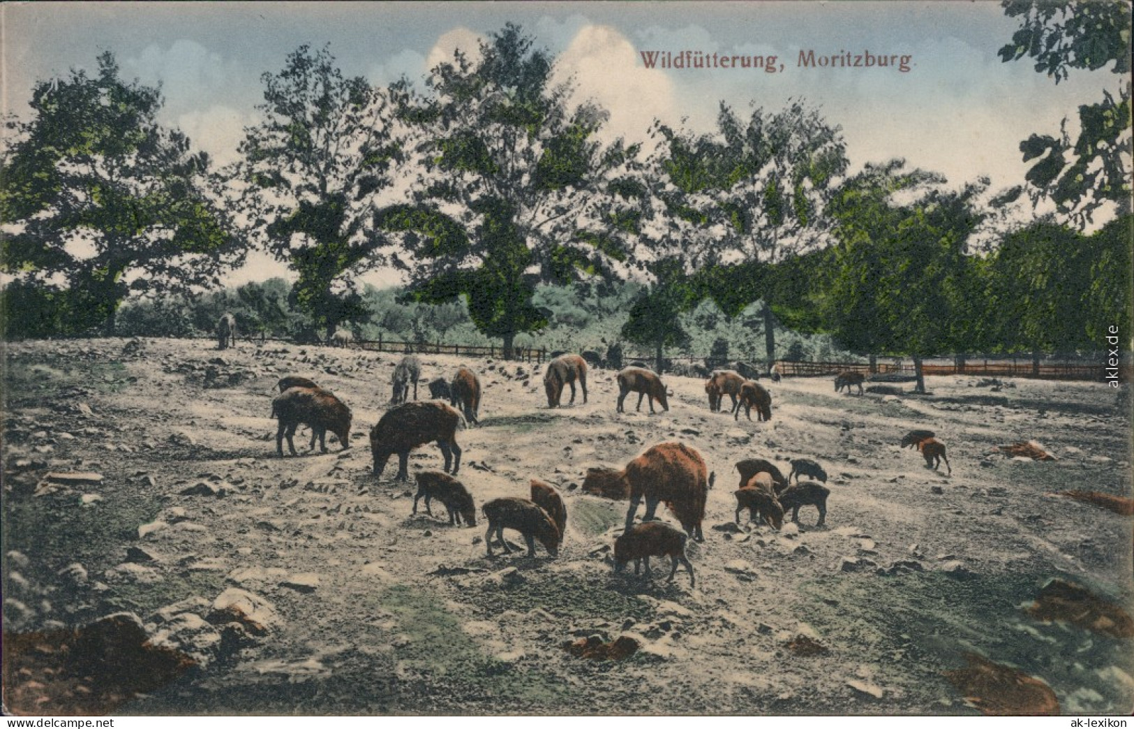 Moritzburg Wildfütterung Von Wildschweinen Im Gehege 1914 - Moritzburg