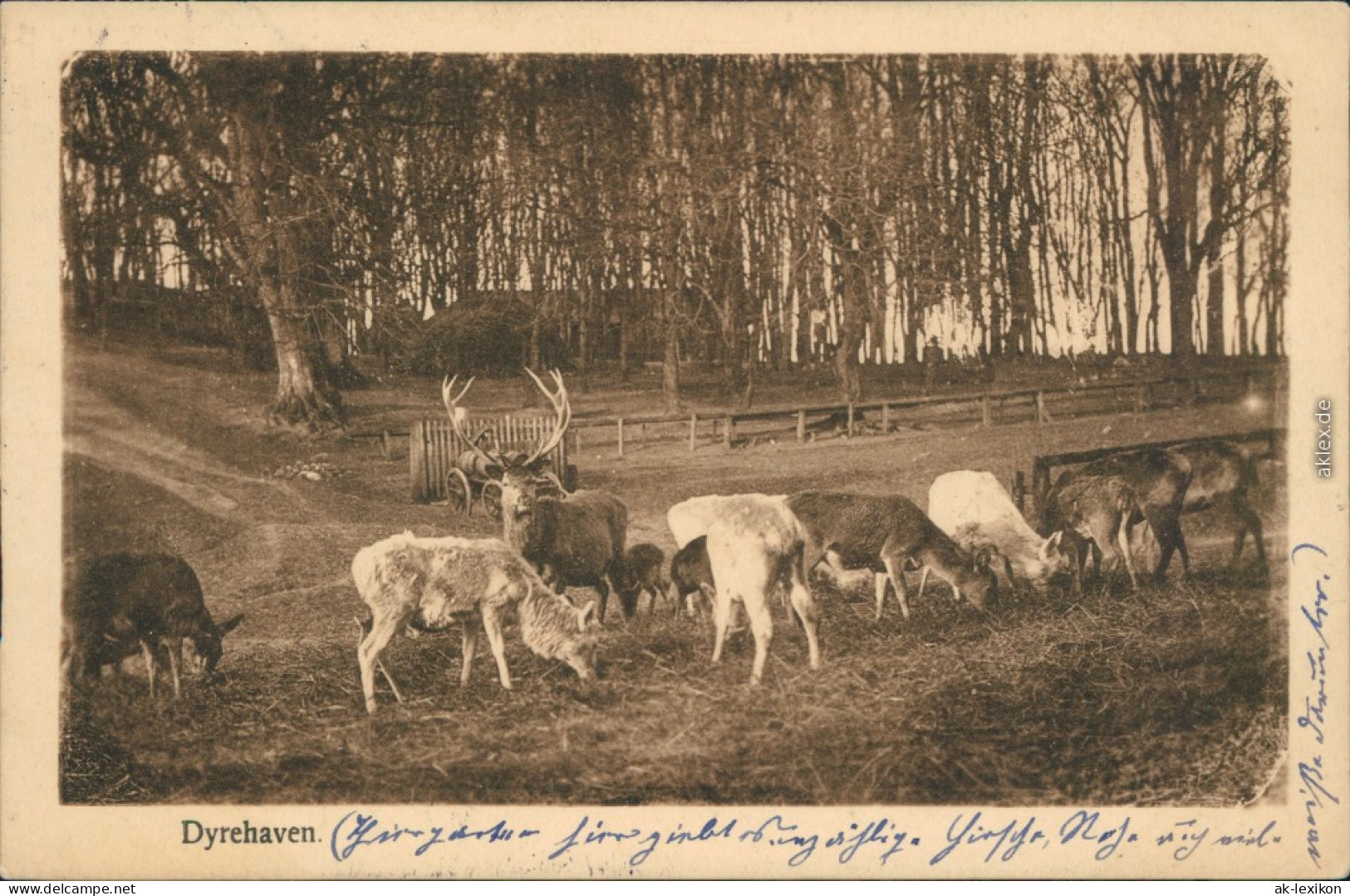 Ansichtskarte Klampenborg Wilgehege: Hirsch Und Rehe Dyrehaven 1912  - Denmark