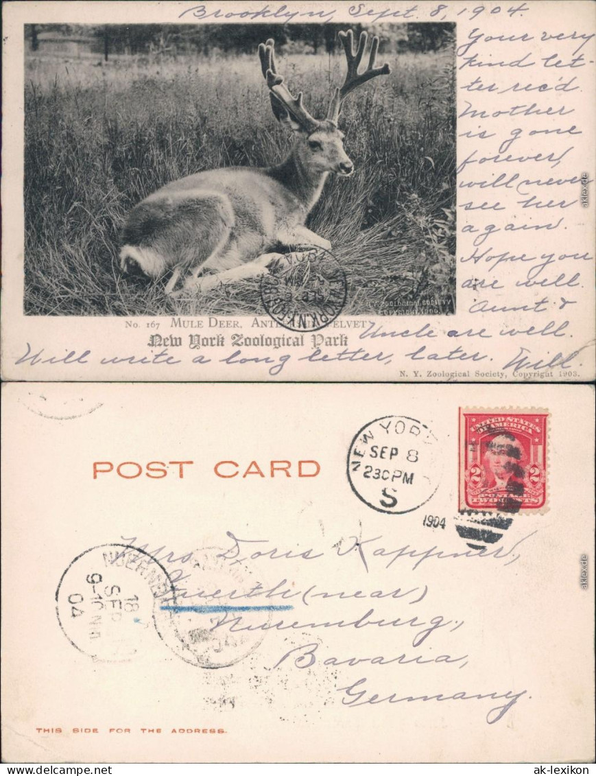 Ansichtskarte New York City Zoological Park - Maultierhirsch (Mule Deer) 1904 - Autres & Non Classés