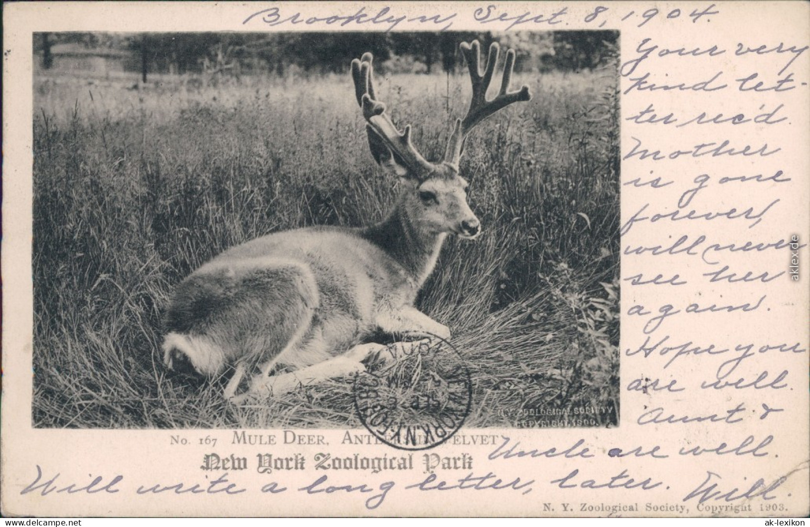 Ansichtskarte New York City Zoological Park - Maultierhirsch (Mule Deer) 1904 - Autres & Non Classés