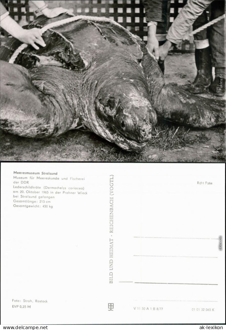 Stralsund Meeresmuseum / Museum Für Meereskunde - Lederschildkröte 1977 - Stralsund